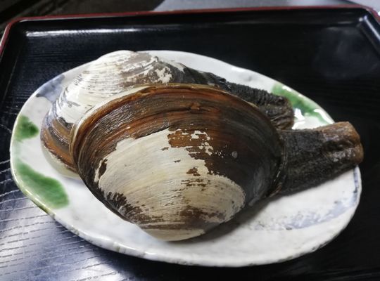 本ミル貝