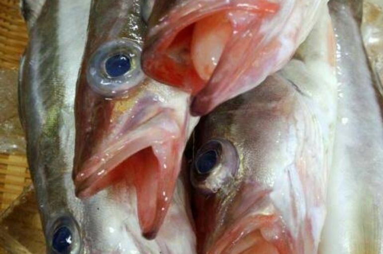 本日のあては白あらのお刺身