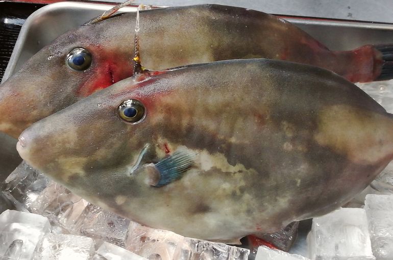 浜名湖のカワハギ 厚岸の殻カキ 千葉のカツオ 今日も旬の食材満載です