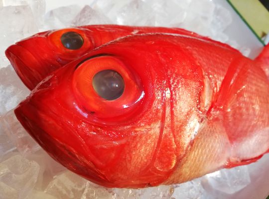 金目鯛