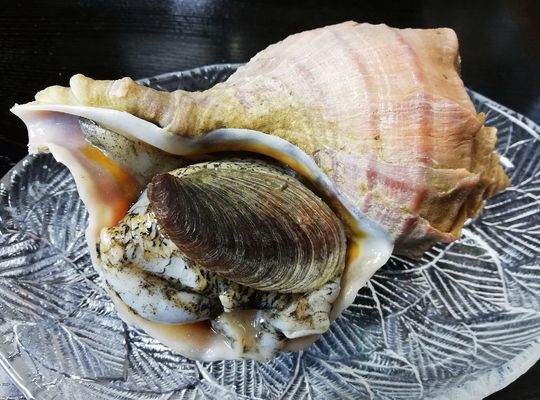マツブ貝