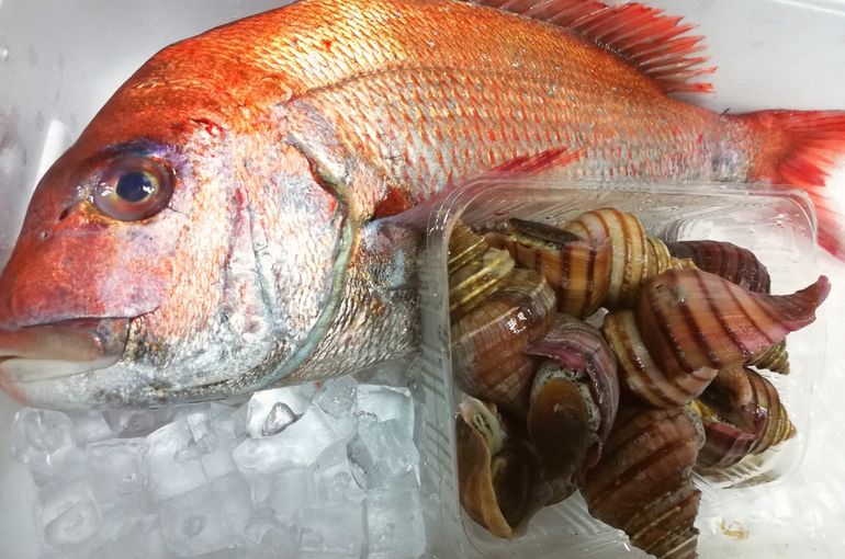 舞阪漁港から天然真鯛入荷！極上の朝〆は美味しさ抜群です！美味しいお刺身は浜松市中央区の居酒屋魚きくで！