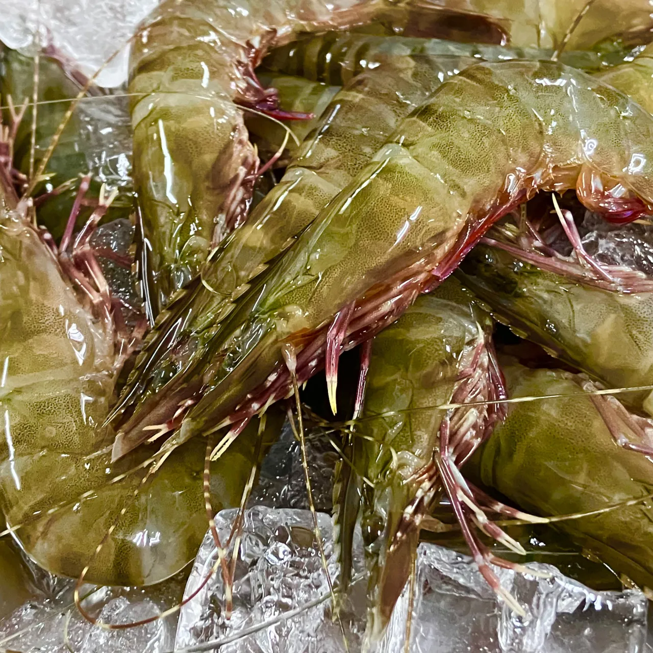 新鮮な浜名湖産の赤足エビが入荷いたしました🦐