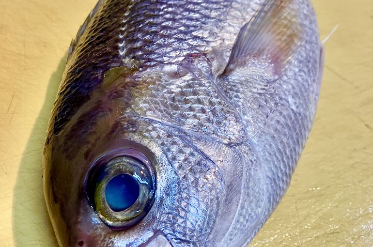 南伊豆より高級魚アオダイ入荷いたしました！