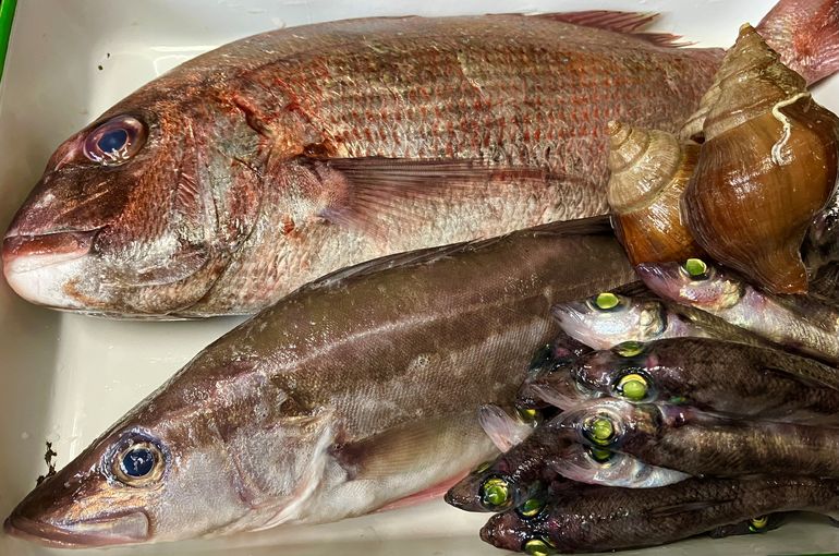 高級魚アラに北海道産ツブ貝！大き目のメヒカリと真鯛の炙りもおススメです！