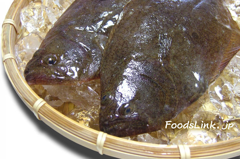 旬の味覚、天然ヒラメ入荷！！お刺身でどうぞ！