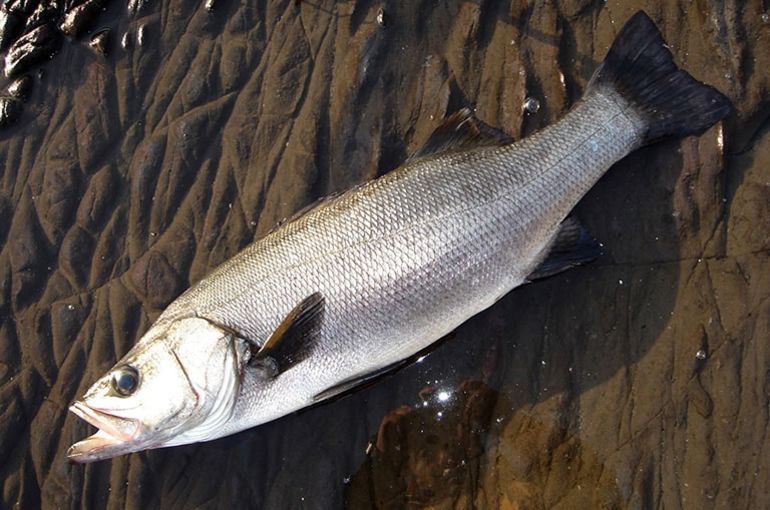 ヒラスズキに北海道産のつぶ貝！新タケノコの天ぷらも人気です！美味しい旬の食材入荷は浜松市中央区の海鮮中華居酒屋・魚きくで