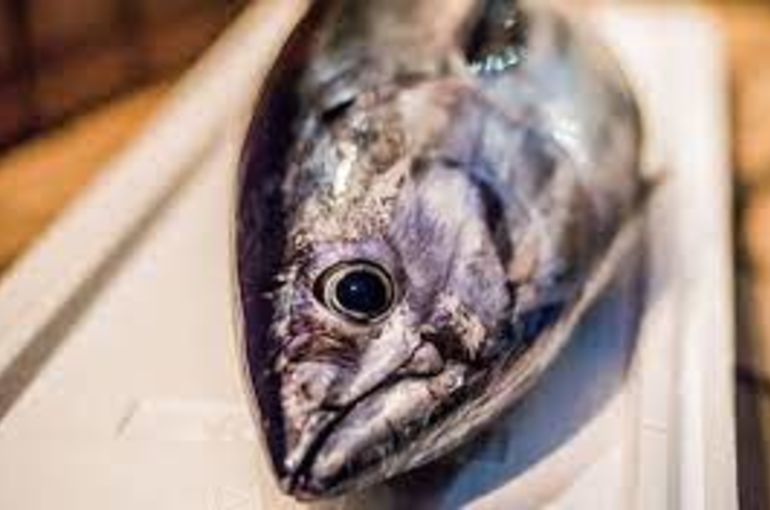 舞阪港からカツオに黒鯛入荷！北海道産のつぶ貝に新じゃが煮つけも！