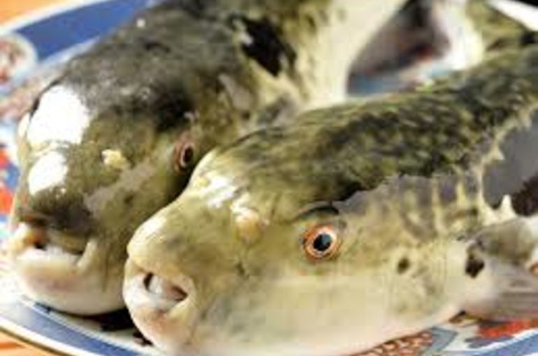 トラフグの白子に青森産のあん肝入荷！美味しい旬の食材は浜松市中央区の海鮮中華居酒屋・魚きくで！
