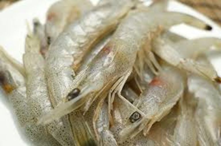 三河湾の芝エビに生マグロ！旬の食材でサッポロ生ビール！