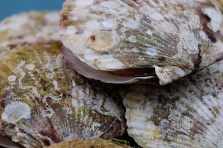 旬の特大ホタテに新ワカメ入荷！旬の食材は魚きくで