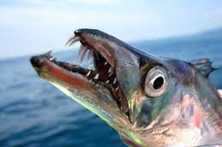 太刀魚に金目鯛！今日は焼き魚とサッポロ生ビールで！