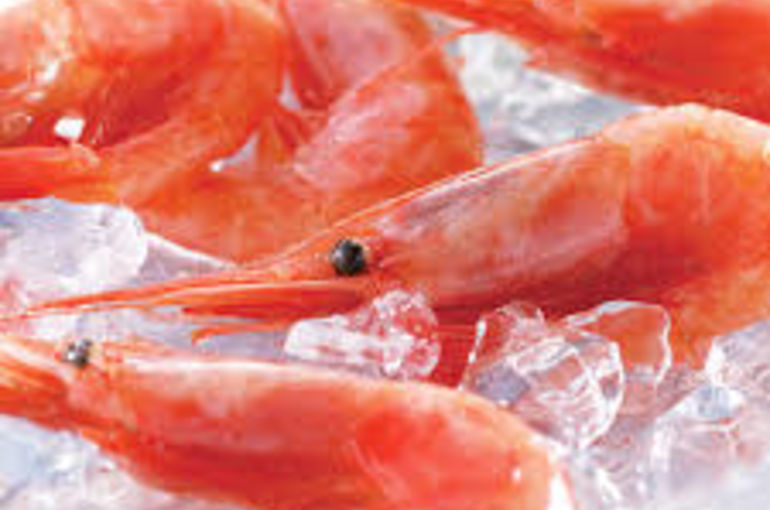 甘エビに活〆マダカ！今日もおいしい食材入荷しております。