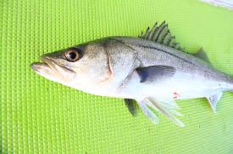 活〆マダカ、南マグロ、イワシ天ぷらにメヒカリ塩焼き！あん肝ポン酢もおすすめです！