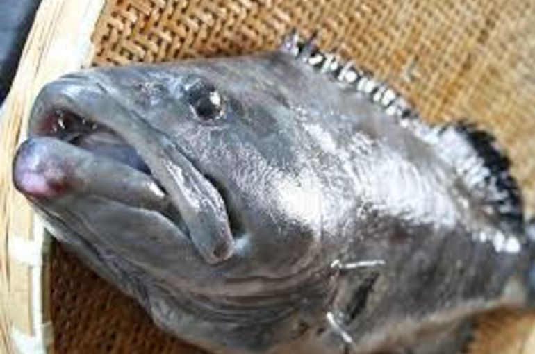 高級魚クエのお刺身、本マグロに殻カキ！秋の味覚土瓶蒸しに銀杏も人気です！