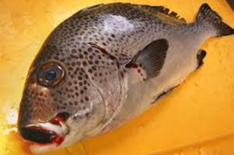 身はコリコリの胡椒鯛に厚岸の殻カキ、生本マグロにあん肝！今日も美味しさ満載です！
