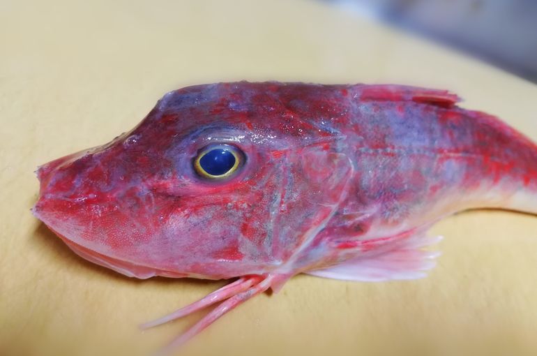 ホウボウ、ヒラメ、南マグロに殻カキ、地タコ！今日も美味しい海の幸入荷！