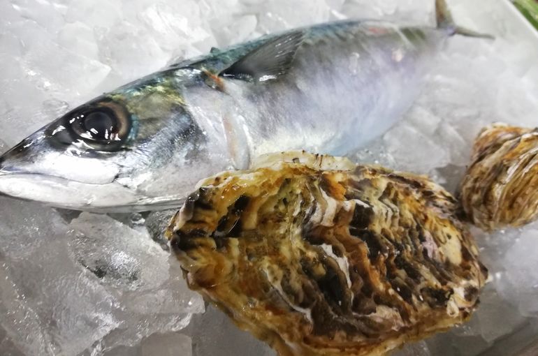 トロトロに脂乗り抜群のサバ、殻ガキ、生マグロ、芝エビ！今日も海の幸満載です！