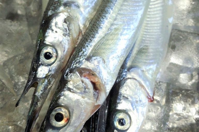 旬のサヨリ、ふきのとう、生の殻カキ、今日も旬の海の幸満載です！