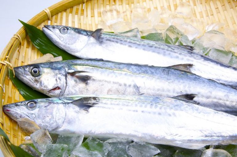 春の魚と書いて『サワラ』　脂乗り抜群です！サヨリ、殻カキ、生マグロもオススメです！