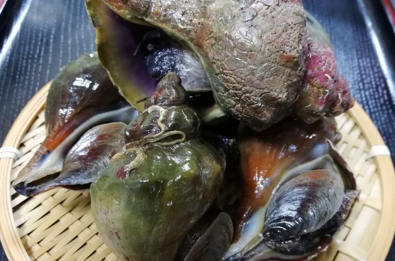 北海道産のマツブ貝入荷！あん肝、ハマグリもおススメです！全国新酒鑑評会　出品酒　吟も！