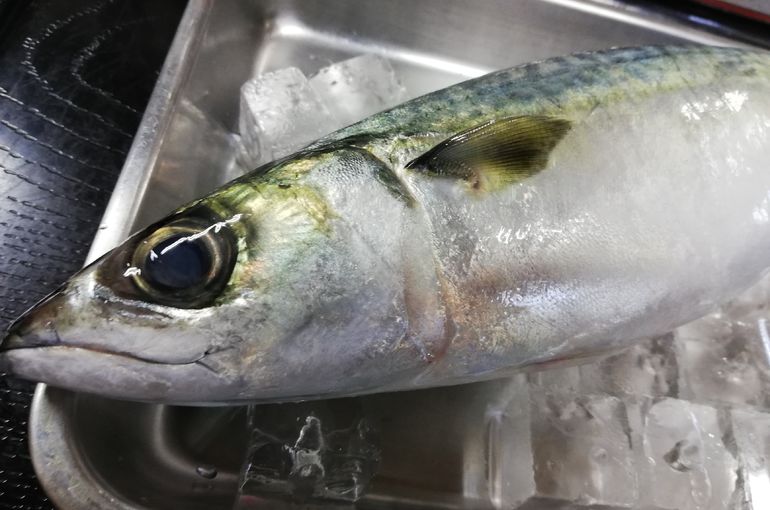 松輪のサバ入荷！