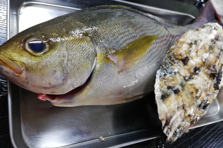 北海道厚岸の殻ガキと旬のイサキ入荷！！