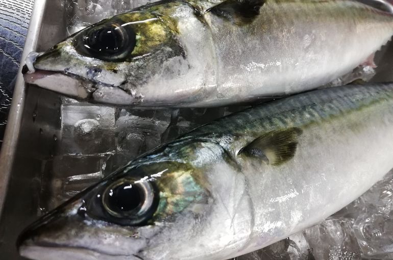 松輪の平サバ入荷！〆サバ、御前崎のカツオもオススメです！