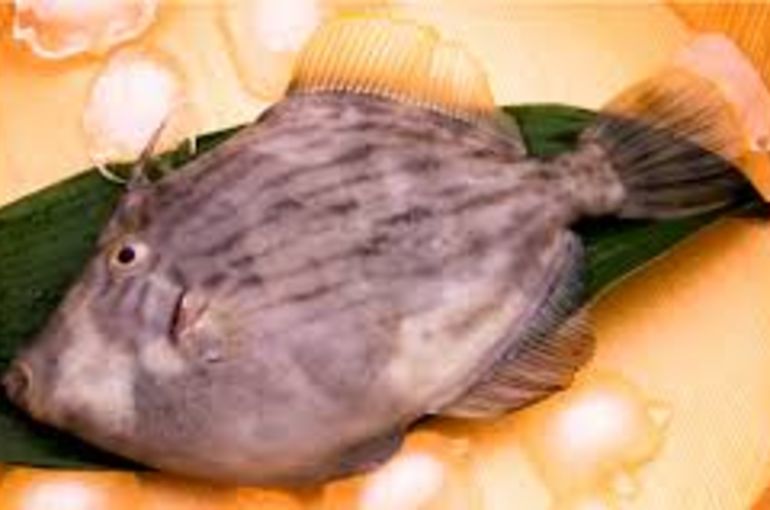 生き締めのカワハギ、カツオ、アジ入荷！