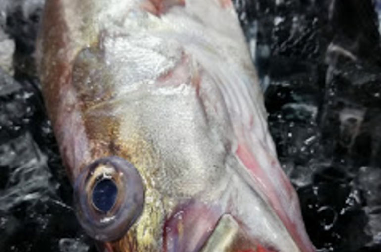 高級魚白アラと活〆の生タコのお刺身入荷！！