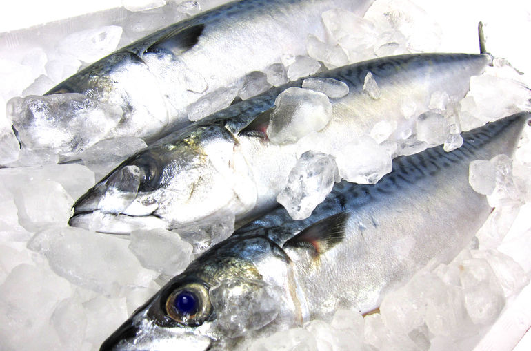 瀬戸内海の美味しいサバとイサキの炙り！