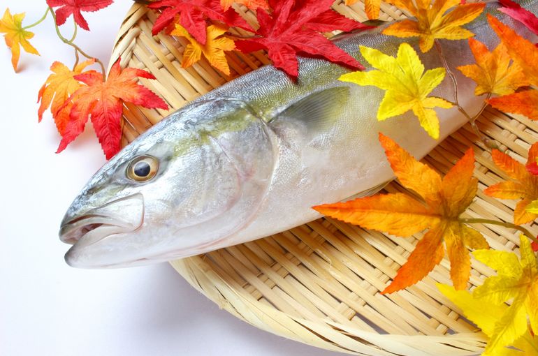 石川の天然ブリ、生き締めのマダカ入荷！しめ鯖、あん肝も人気です！！