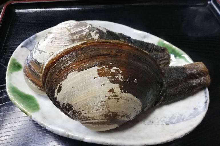 本ミル貝入荷しました！！浜松でお刺身食べるなら魚きくで！