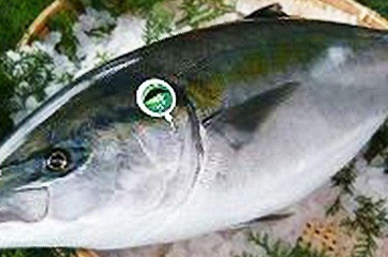 旬のブリ入荷！あん肝、いわしの天ぷらもオススメです。浜松で居酒屋は魚きくで！
