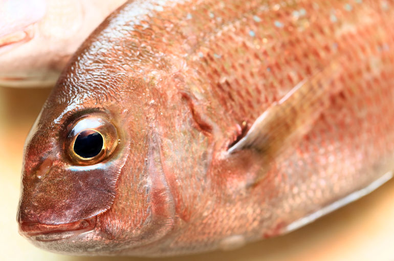 天然真鯛と生バチマグロ入荷！浜松で居酒屋なら助信駅前の魚きくで！