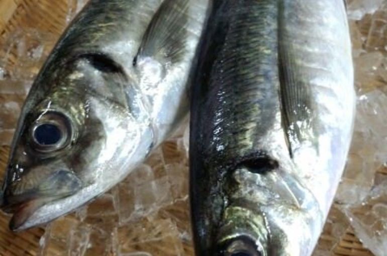 浜名湖産のアジ入荷、松茸たっぷりの土瓶蒸しも