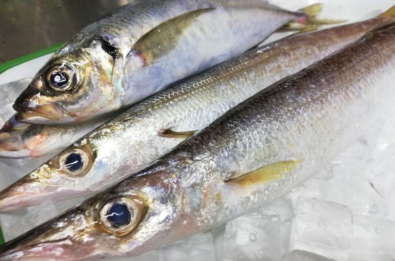 浜名湖産　特大カマス入荷してます！