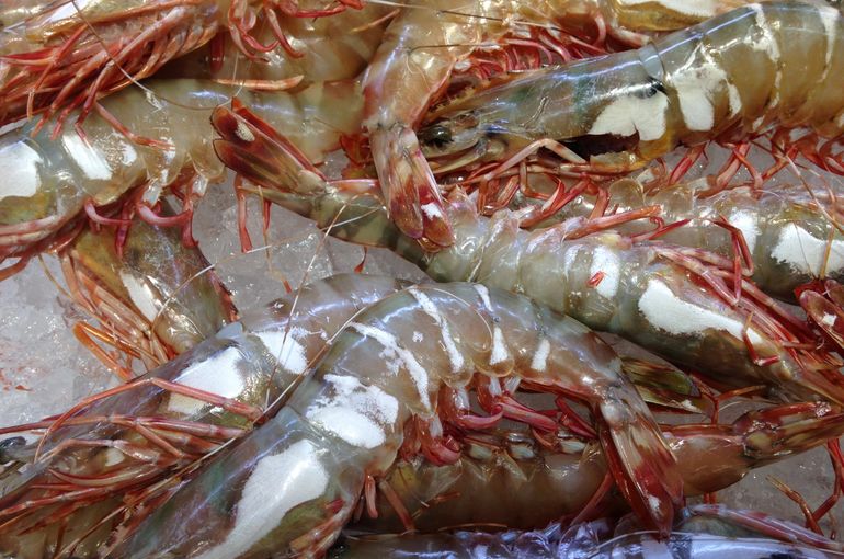 殻が良い香りのボソエビは唐揚げで