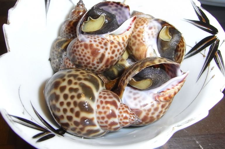 浜松でお刺身なら魚きくで。三河湾から大粒のバイ貝が入荷！日本酒との相性も抜群！
