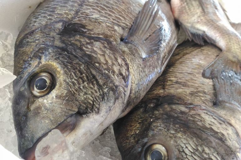 活〆黒鯛に北海道からはコリコリのツブ貝入荷！忘年会は浜松市中央区の居酒屋魚きくで！