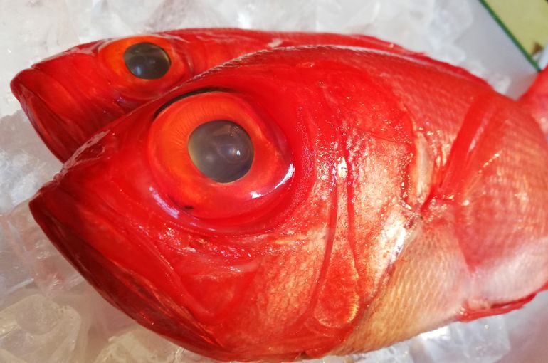 伊豆から金目鯛入荷！特上の天然南マグロも旨味。美味しい料理に日本酒は浜松市中央区の魚きくで！