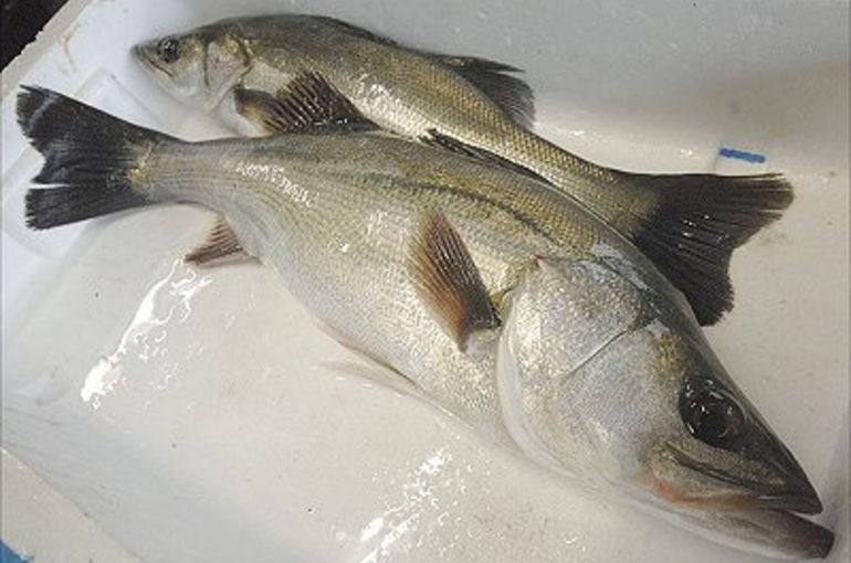 浜松でスズキを食べるなら助信駅前の魚きくで！プリプリの活〆は最高です！
