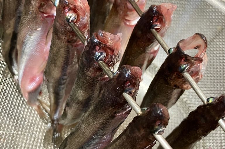 北海道のししゃもの一夜干し完成！一夜干し旬の料理と日本酒は浜松市中央区の魚きくで！
