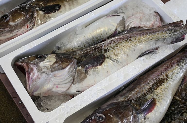 旬の真鱈の酒蒸しに白子の麻婆！美味しい旬の料理に日本酒は浜松市中央区の魚きくで！