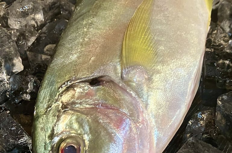 シマアジに特上の生マグロ入荷！旬の料理に日本酒は浜松市中央区の魚きくで！